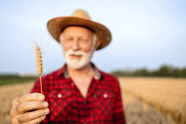 畑で小麦作物をチェックする農民 — ストック写真