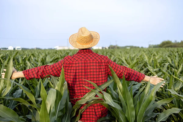 Farmář Zdviženými Pažemi Procházející Kukuřičným Polem — Stock fotografie
