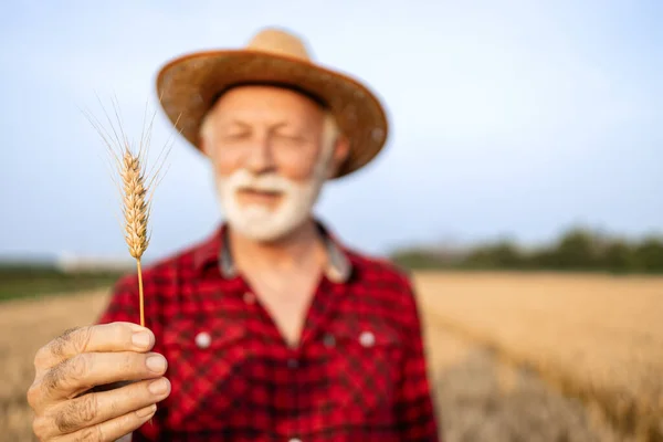 畑に立って小麦の耳を持っている農民 — ストック写真