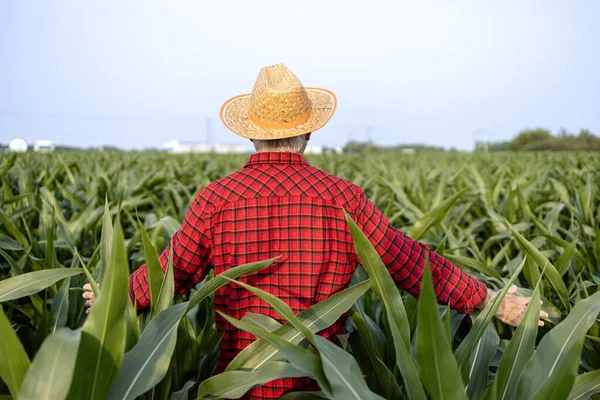 Farmář Procházející Kukuřičným Polem Roztaženými Pažemi — Stock fotografie