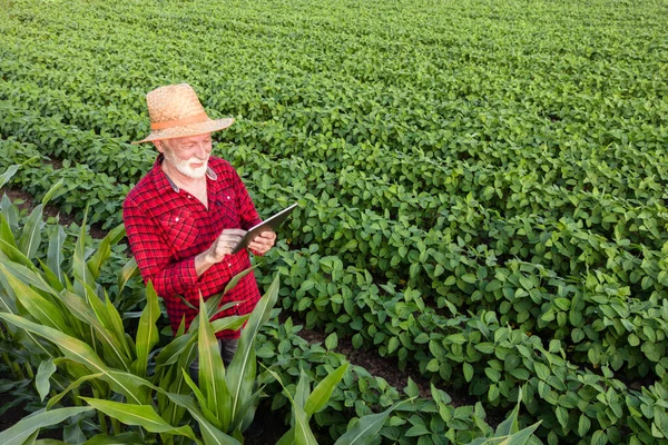Senior Farmář Stojící Kukuřičném Poli Používající Inteligentní Zemědělskou Aplikaci Svém — Stock fotografie