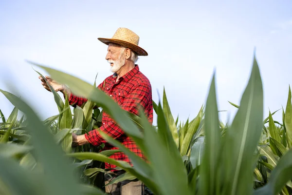 病気のためのトウモロコシの葉をチェックするフィールドに立っているシニア農家 — ストック写真