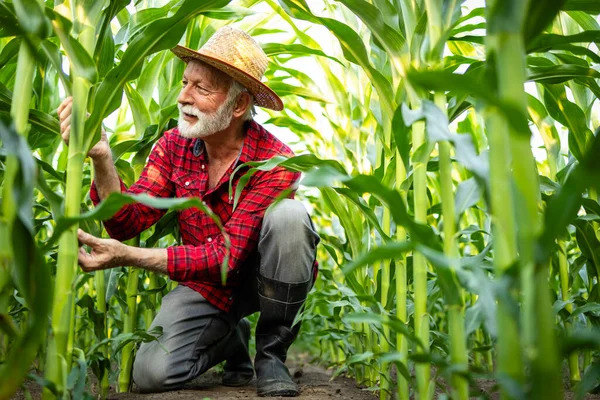 Senior Zemědělec Poli Kukuřice Kontroluje Růst Zdraví Plodin Produkce Potravin — Stock fotografie