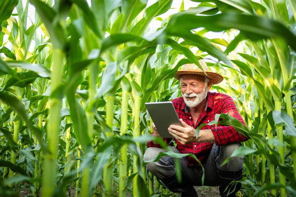 농작물의 성장과 건강을 옥수수 필드에 디지털 태블릿 수확량 — 스톡 사진