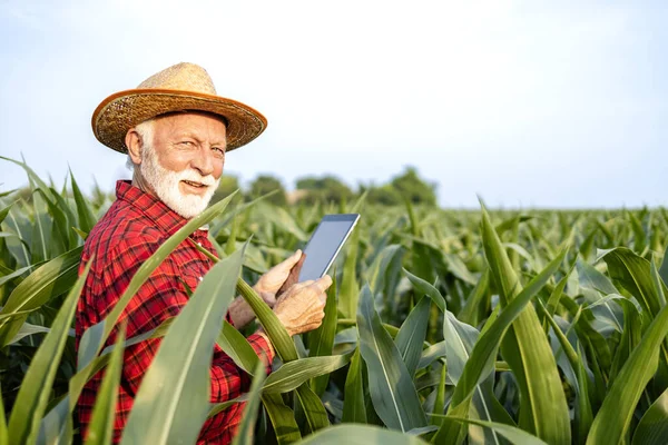 カメラを見ているトウモロコシ畑に立っているデジタルタブレットを持つシニア タカシアン農家の肖像 — ストック写真