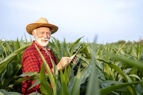 カメラを見ているトウモロコシ畑に立っているデジタルタブレットを持つシニア タカシアン農家の肖像 — ストック写真