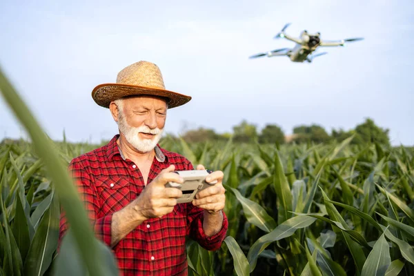 Moderní Farmář Létající Zemědělským Dronem Kukuřičném Poli Sbírající Data Pro — Stock fotografie