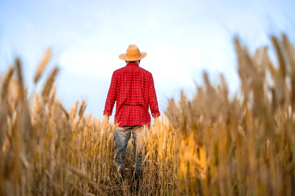 Farmer Standing Wheat Field Facing His Back Camera — Stock Photo, Image
