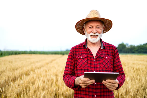 現場に立って 農作物の生産と成長を管理するデジタルタブレットでスマート農業アプリケーションを使用する男 — ストック写真