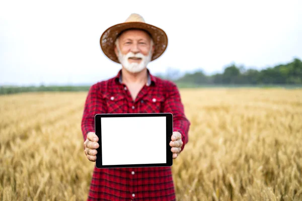 現場に立って 農作物の生産と成長を管理するデジタルタブレットでスマート農業アプリケーションを使用する男 — ストック写真