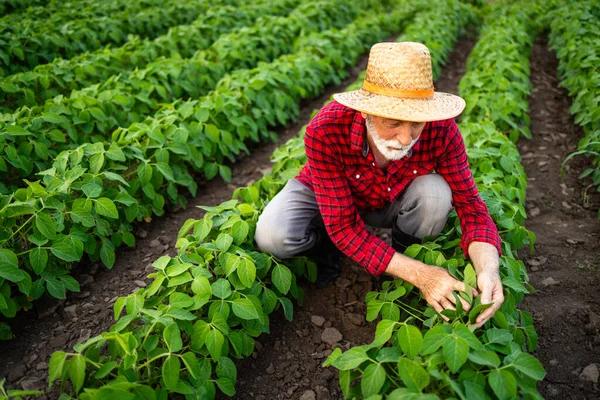 Zemědělci Pracující Poli Sóji Kteří Kontrolují Zdraví Růst — Stock fotografie