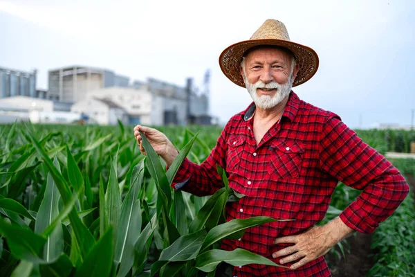 Portrét Zemědělského Pracovníka Nebo Zemědělce Klobouku Stojící Kukuřičném Poli — Stock fotografie