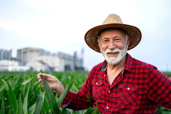Retrato Del Trabajador Agrícola Agricultor Con Sombrero Pie Campo Maíz —  Fotos de Stock