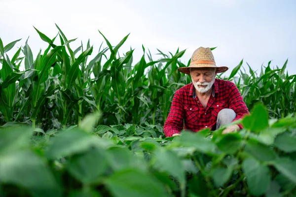 Trabajador Agrícola Que Comprueba Salud Crecimiento Los Cultivos Soja Archivo —  Fotos de Stock