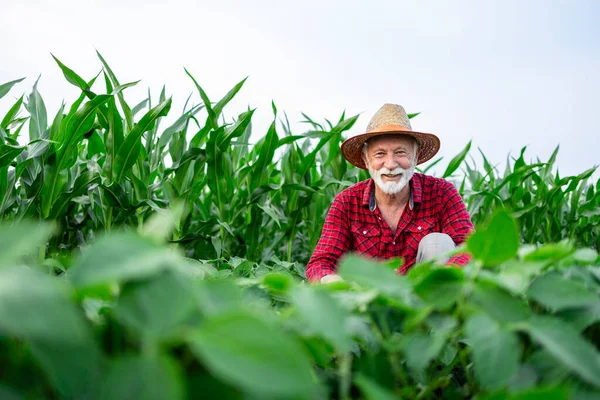 提出された大豆作物の健康と成長をチェックする農民労働者 — ストック写真