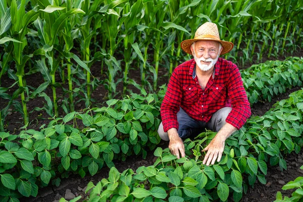 提出された大豆作物の健康と成長をチェックする農業労働者の肖像 — ストック写真