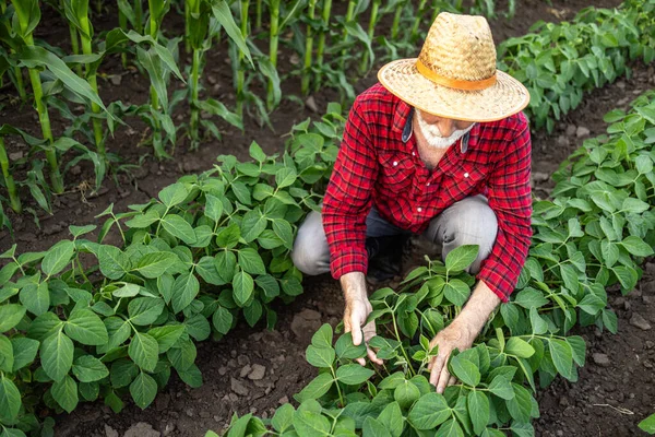 Tvrdě Pracující Zemědělec Kontrolující Plodiny Poli Sóji — Stock fotografie