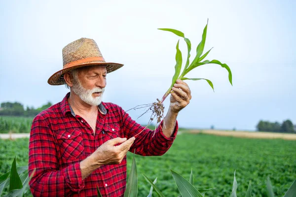 Zkušený Zemědělec Analyzuje Plodiny Kontroluje Kořeny Kukuřice — Stock fotografie