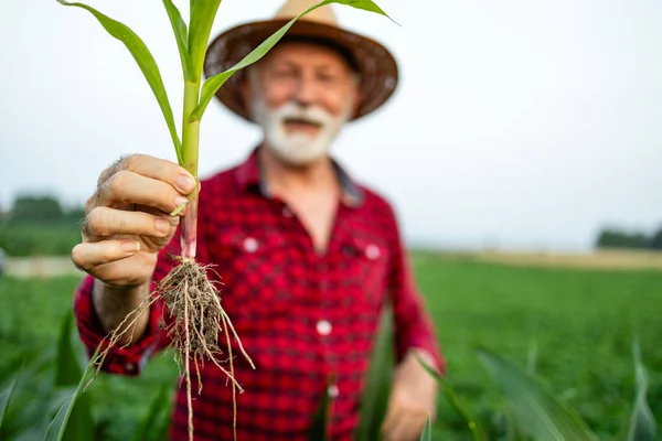 Senior Boer Met Maïsstengel Het Veld Industriële Graanproductie — Stockfoto