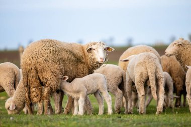 Çiftlikteki evcil koyunlar.