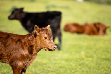 Genç inek ya da buzağı çiftlikte duruyor..