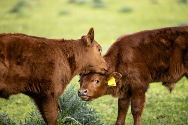 Baldırları okşayıp çiftliğe sarılıyor..