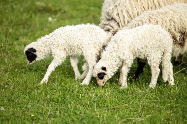 Bir grup koyun ve kuzu çiftlikte ot yiyor..