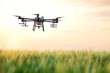 Gün batımında tarla üzerinde uçan tarım dronu ve ekinleri kimyasallarla ilaçlıyor..