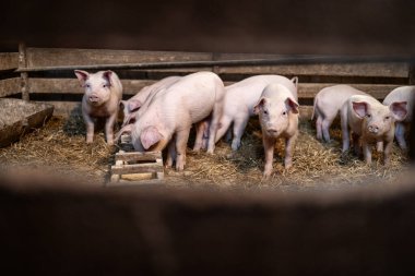 Domuz çiftliğinde ayakta durup yemek yiyen bir grup yavru domuz..