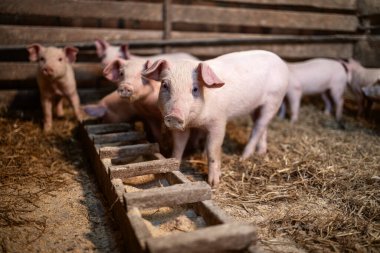 Bir grup sağlıklı domuz çiftlikte yemek yiyor..