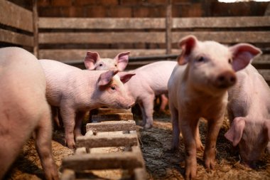 Domuz çiftliğinde yemek yiyen sağlıklı domuzlar kilo alıyor..