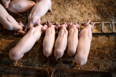 Domuz ağılında yemek yiyen evcil hayvanların sağlıklı domuz yavrularının en iyi görüntüsü..