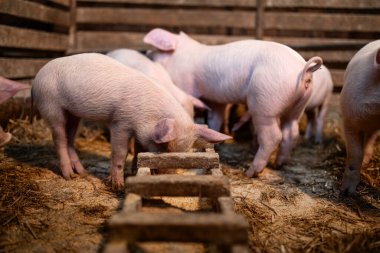 Domuz çiftliğinde yemek yiyen sağlıklı domuzlar kilo alıyor..