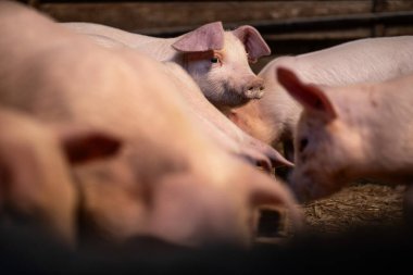 Domuz çiftliği. Domuz ağılında duran güçlü ve sağlıklı domuz yavrusu..