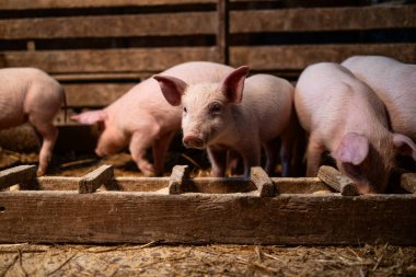 Domuzcuklar yüksek kaliteli protein yiyecekler yiyor ve domuz ağılında kilo alıyorlar..
