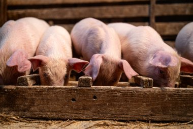 Domuzcuklar yüksek kaliteli protein yiyecekler yiyor ve domuz ağılında kilo alıyorlar..