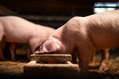 Domuz çiftliği ve çiftlik hayvanları çiftliği. Domuzcuklar yüksek kaliteli protein yiyecekler yiyor ve domuz ağılında kilo alıyorlar..