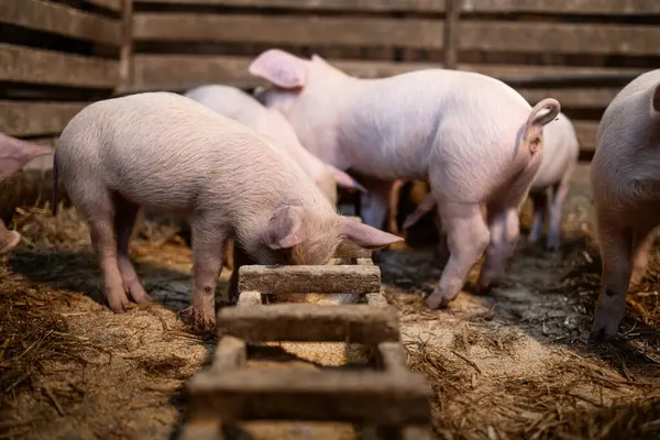 Domuz çiftliğinde yemek yiyen sağlıklı domuzlar kilo alıyor..