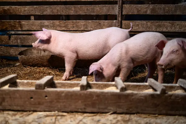 Domuz çiftliği ve çiftlik hayvanları çiftliği. Domuz çiftliğinde durup yemek yiyen domuzcuklar..