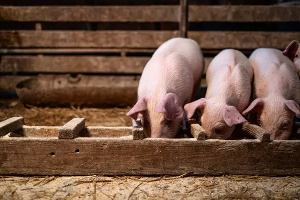 Aç domuzlar yüksek kalitede protein yiyerek ve domuz ağılında kilo alarak besleniyorlar..