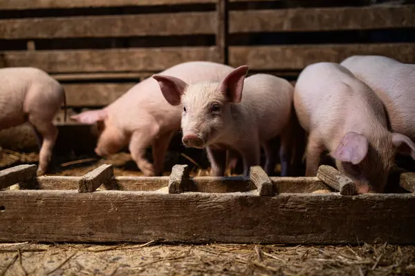 Domuzcuklar yüksek kaliteli protein yiyecekler yiyor ve domuz ağılında kilo alıyorlar..