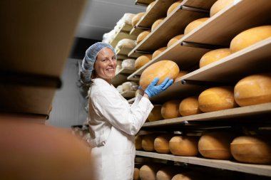 Peynir üretimi. Yiyecek fabrikası işçisi kalite kontrolü için peyniri kaldırıyor..
