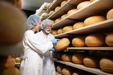 Yiyecek teknolojileri, fabrika deposunda peynir ürünlerinin kalitesini kontrol ediyor. Arkadaki raflarda peynir tekerlekleri var..