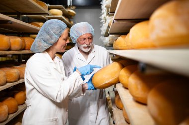 Peynir üretimi. Yiyecek teknolojileri uzmanları raflarda olgunlaşan peynir tekerlerinin kalitesini tartışıyor..