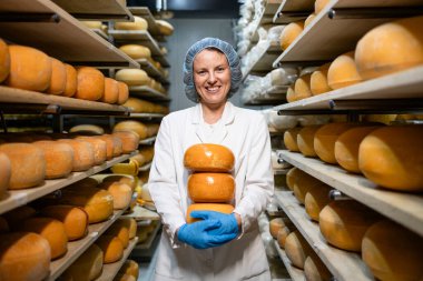 Yüksek kaliteli peynir üretimi. Peynir tekerleği tutan yemek fabrikası işçisinin portresi. Arka planda raflardaki lezzetli peynir ürünleri.