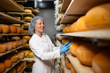 El yapımı peynir üretimi. Yiyecek fabrikasında süt ürünlerinin kalitesini denetleyen müfettiş.