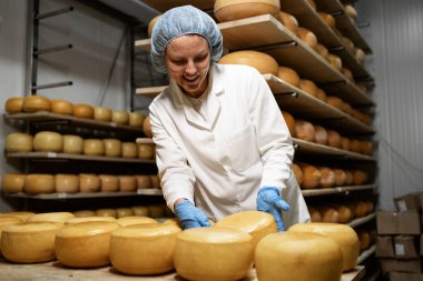 Steril giysili gıda işçisi. Olgunlaşma ve kaliteyi kontrol ederek peynir çarklarını ayırıyor..