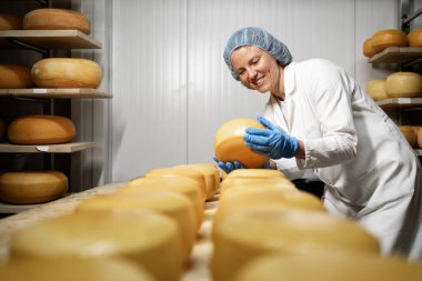 Peynir fabrikası işçisi, peynir tekerlerinin yapısını ve olgunlaşma durumunu kontrol ediyor..