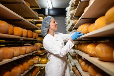 Steril giysili gıda işçisi. Olgunlaşma ve kaliteyi kontrol ederek peynir çarklarını ayırıyor..