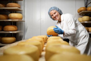 Peynir üretimi. Peynir fabrikası işçisi, peynir tekerlerinin yapısını ve olgunlaşma durumunu kontrol ediyor..